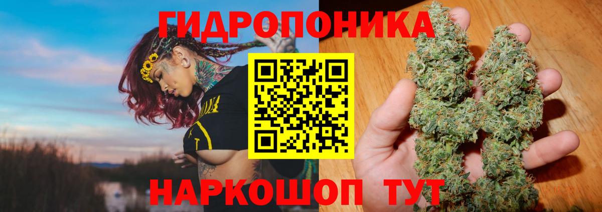 Конопля конопля Канаш